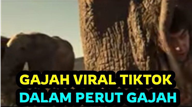 Gajah Viral di TikTok, Tonton Videonya Disini