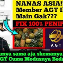 Aplikasi Nanas Asia Apk Penghasil Uang Apakah Membayar?