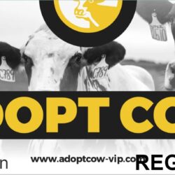 Review Aplikasi Adopt Cow Penghasil Uang Apakah Investasi Aman Atau Penipuan?