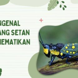 Mengenal Belalang Setan Begini Fakta, Ancaman, dan Tinjauan Ilmiah