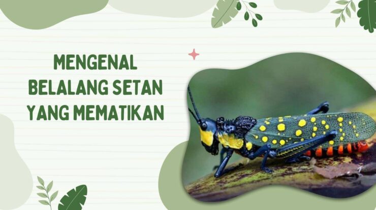 Mengenal Belalang Setan Begini Fakta, Ancaman, dan Tinjauan Ilmiah